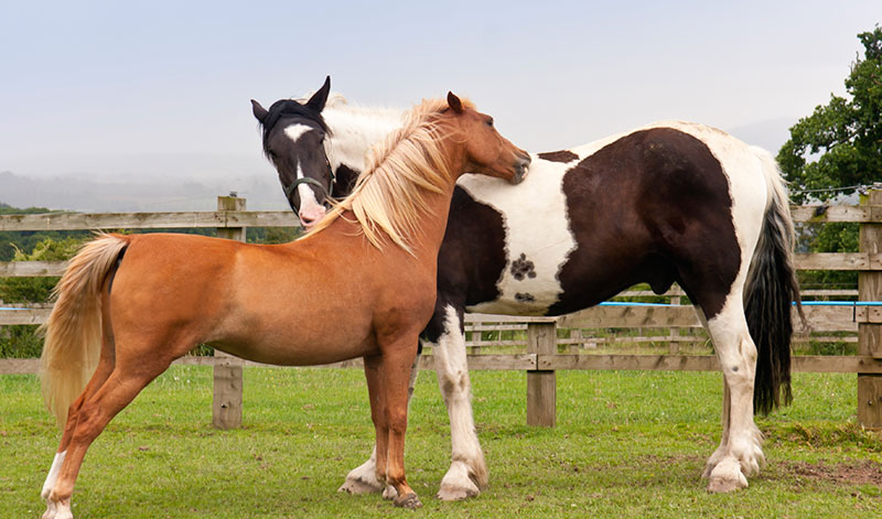 Horse Grooming Each Other