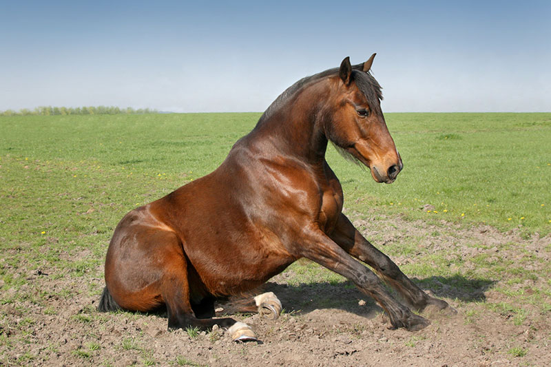 Horse Sitting
